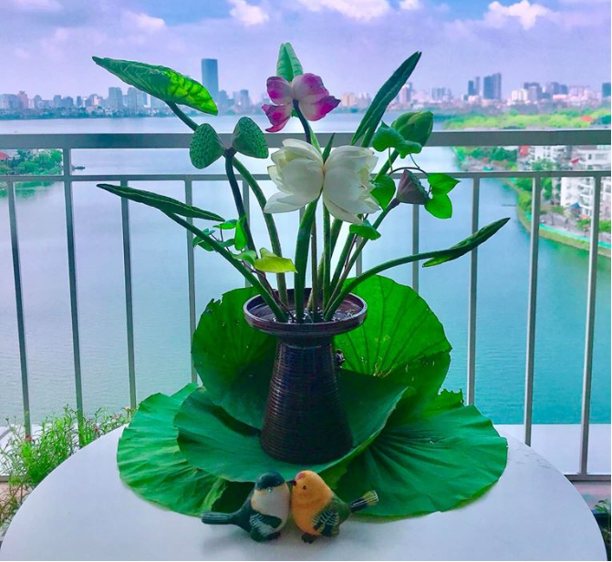Sen tịnh đế - Ảnh 1. Sen tịnh đế - Ảnh 1.