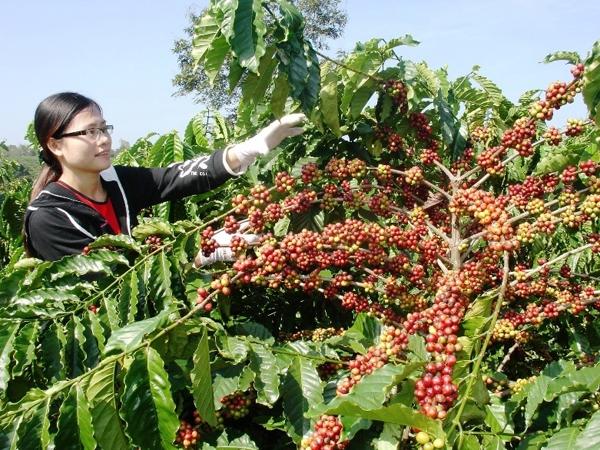 Cà phê Buôn Mê Thuột. (Nguồn: Báo Đầu tư) Cà phê Buôn Mê Thuột. (Nguồn: Báo Đầu tư)