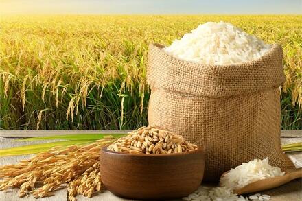 Giá lúa gạo hôm nay 29/8: Thị trường giao dịch trầm lắng, giá bán giữ ổn định
