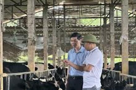 Nâng tầm nông sản địa phương và hành trình gắn sao cho sữa bò Vĩnh Tường