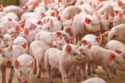 Giá heo hơi hôm nay 19/11: Đồng loạt tăng 1.000-2.000 đồng/kg cả 3 miền