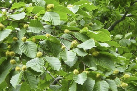 Nhật Bản phát hiện dấu hiệu gấu tiếp cận khu dân cư tăng vọt