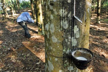 Giá cao su hôm nay 5/1/2026: Thị trường thế giới phân hóa, giá mủ trong nước neo cao