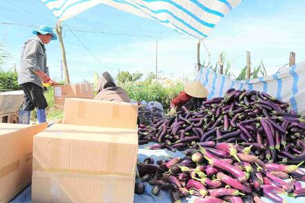 Lâm Đồng chủ động nguồn rau xanh, hoa phục vụ Tết Nguyên đán 2026