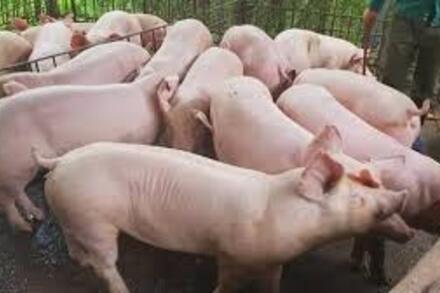 Giá heo hơi hôm nay 22/1: 3 miền tăng 4 ngày liên tiếp, miền Bắc có thêm đỉnh 78.000 đồng/kg