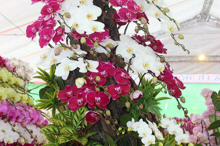 Hà Tĩnh: Ngắm lan hồ điệp 'ôm' gỗ lũa chào khách dịp Tết Bính Ngọ