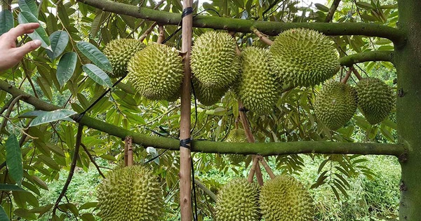 Sầu riêng Việt Nam thắng lớn tại Trung Quốc