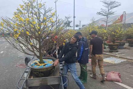 Chở thuê đào, mai dịp Tết kiếm tiền triệu mỗi ngày