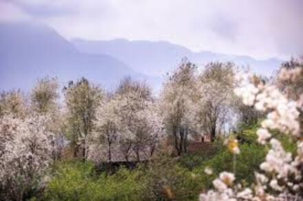 Ngỡ ngàng mùa hoa sơn tra nở trắng bản Nậm Nghiệp