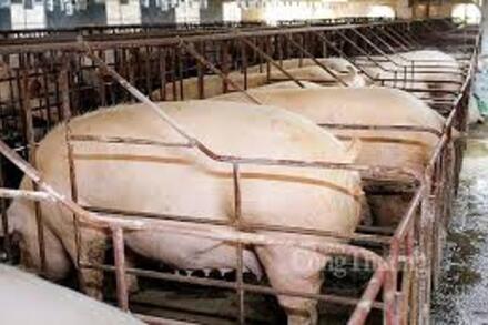 Giá heo hơi hôm nay 10/3: Miền Nam giảm nhẹ, cao nhất 68,000 đồng/kg