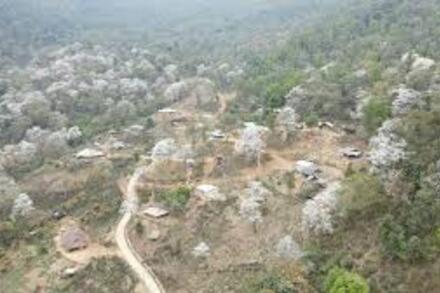 Hoa ban và mạch nguồn văn hóa Điện Biên