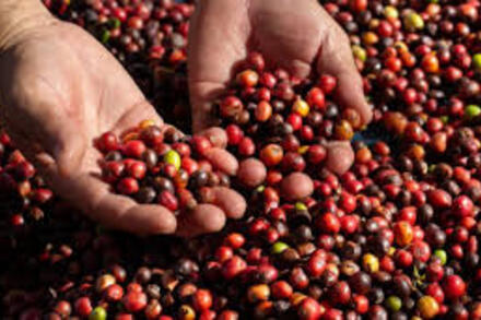 Giá cà phê hôm nay 17/3: Nội địa giảm nhẹ, sàn London và New York đứng giá