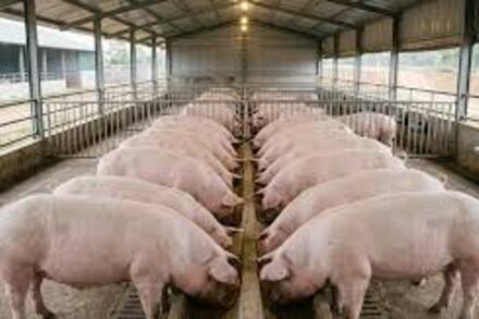 Giá heo hơi hôm nay 30/3: Vì sao miền Bắc chưa thể tăng?