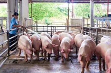 Giá heo hơi hôm nay 2/4: Giá lao dốc ở cả ba miền