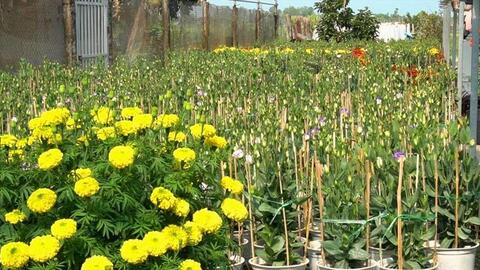 Giá tăng cao, làng hoa Tết hơn 20 năm tuổi vẫn được thương lái thu mua sạch vườn