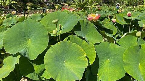 Nhựa sinh học tự làm sạch, chống bám bụi và chất lỏng