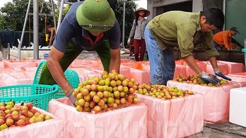 Kỷ lục: Vải Thanh Hà đầu vụ bán giá 180.000 đồng/kg
