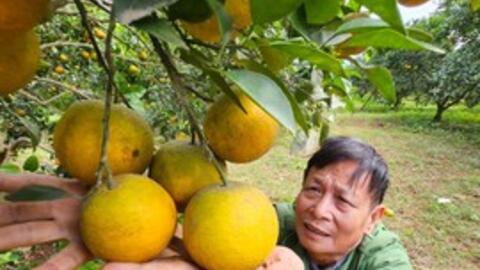 Kiếm tiền tỷ mỗi năm nhờ trồng cam đặc sản bán dịp Tết