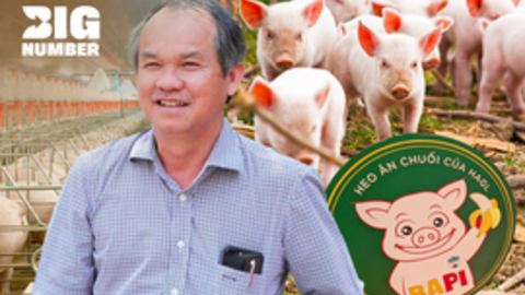 Vui đến “mất ngủ” khi phát hiện ra heo ăn chuối nhưng bất ngờ "dứt áo ra đi" chỉ sau 583 ngày, bầu Đức để lại gì cho Bapi HAGL?