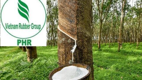 Không có khoản tiền đền bù, Cao su Phước Hoà báo lãi giảm 68%