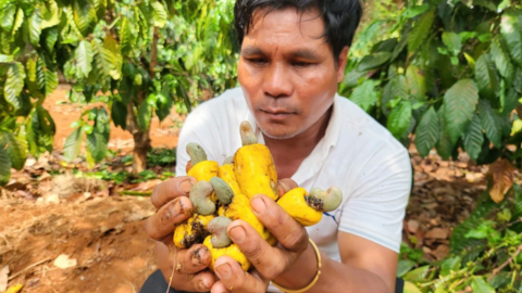 Điều mất mùa, nông dân thất thu