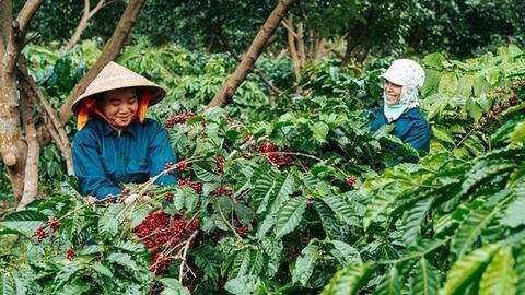 Xuất khẩu cà phê Việt Nam 10 tháng năm 2025 tăng trưởng khả quan