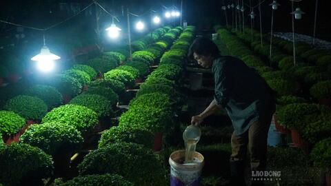 Cận Tết, người trồng hoa ở Cần Thơ chong đèn chăm hoa