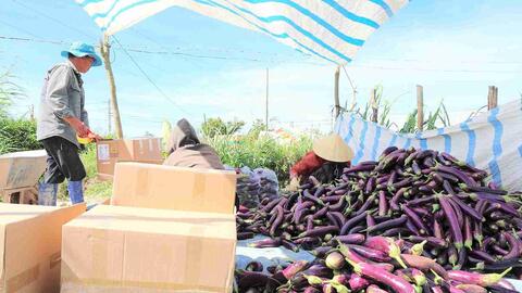 Lâm Đồng chủ động nguồn rau xanh, hoa phục vụ Tết Nguyên đán 2026