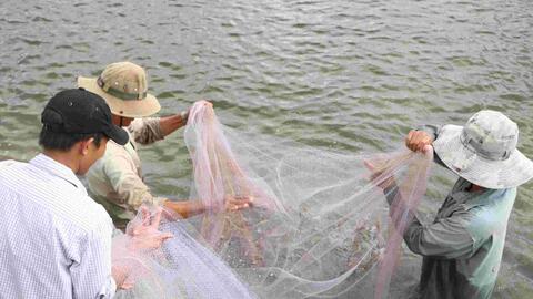 Giá tôm ở Cà Mau tăng 30 - 50%, người nuôi lãi gần 100.000 đồng/kg