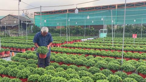 Hoa Sa Đéc vào vụ Tết, nhà vườn cân nhắc giá bán hợp lý giữ chân khách hàng