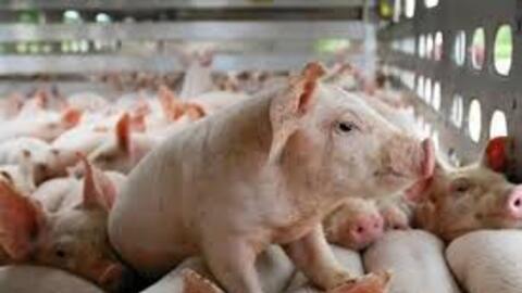 Giá heo hơi hôm nay 8/2: Miền Bắc dẫn đầu, miền Nam thấp nhất