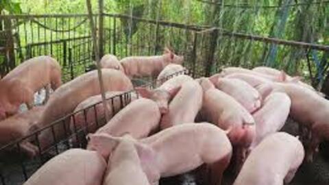 Giá heo hơi hôm nay 2/3/2026: Cả nước đi ngang, giá neo cao