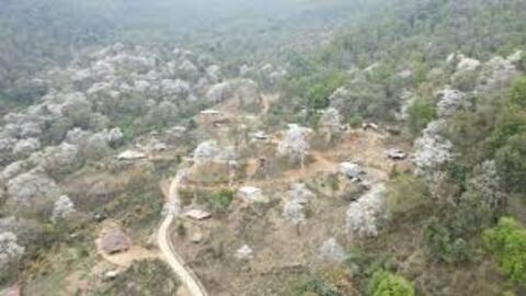 Hoa ban và mạch nguồn văn hóa Điện Biên