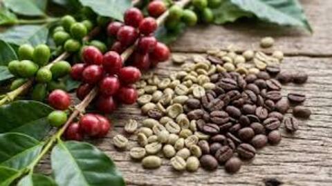 Giá cà phê hôm nay 23/3: Tây Nguyên đi ngang, thị trường thế giới phân hóa