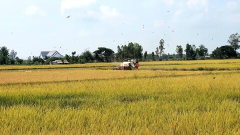 Cà Mau thúc đẩy mô hình sản xuất thích ứng với điều kiện sinh thái