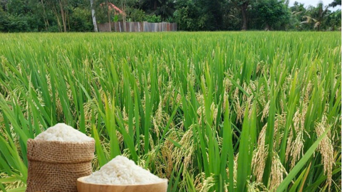 Giá lúa gạo hôm nay ngày 30/6/2026: Lúa tươi giảm nhẹ