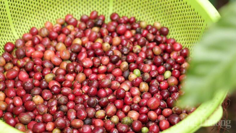 Giá cà phê thế giới tăng mạnh