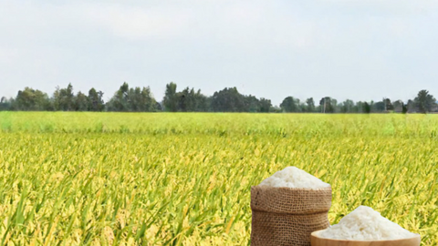 Giá lúa gạo hôm nay ngày 6/7/2026: Gạo OM 18 tăng 500 đồng/kg