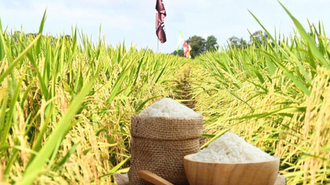 Giá lúa gạo hôm nay ngày 7/7/2026: Lúa tươi đồng loạt tăng