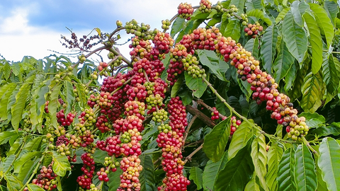 Bản tin nông sản hôm nay (14-7): Giá cà phê ổn định, hồ tiêu giảm mạnh