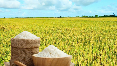 Giá lúa gạo hôm nay ngày 15/7: Gạo thơm Jasmine giảm 1.000 đồng/kg