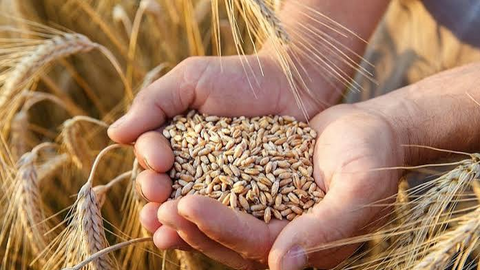 Giá lúa mì tăng mạnh trước áp lực nguồn cung