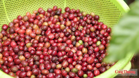 Giá cà phê thế giới đồng loạt giảm, thị trường chịu nhiều sức ép