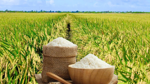 Giá lúa gạo hôm nay ngày 20/7/2026: Gạo nguyên liệu xuất khẩu tăng