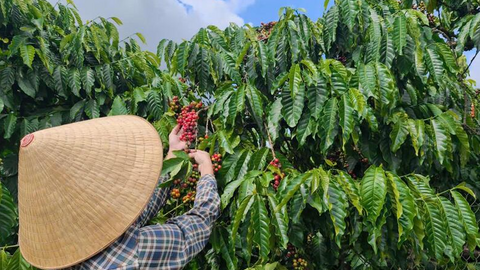 Giá cà phê hôm nay 22/7/2026: Quay đầu giảm mạnh