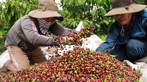 Bản tin nông sản hôm nay (23-7): Giá cà phê trong nước giảm mạnh