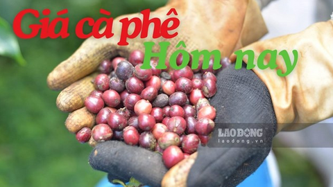 Giá cà phê hôm nay 24.7: Duy trì dưới mốc 97.000 đồng/kg