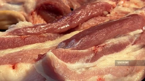 Giá heo hơi hôm nay 6.8: Giảm đồng loạt, thấp nhất chỉ còn 59.000 đồng/kg