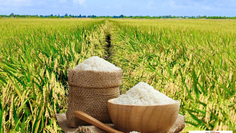 Giá lúa gạo hôm nay ngày 8/10/2026: Gạo OM 18 giảm 500 đồng/kg