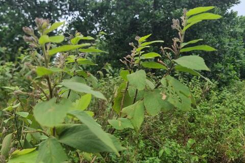 <a href="/thi-truong" title="Thị trường" rel="dofollow">Thị trường</a>